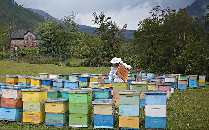 Ulmo Rainforest Raw Honey by TERRA ANDES PLUS | APF 150+ Pure Honey, 17.6 oz