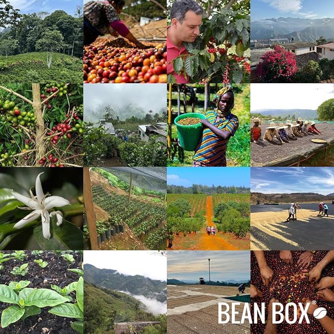 Bean Box Coffee Sampler - Medium Roast, 2-Pack, Whole Bean, Gourmet Coffee