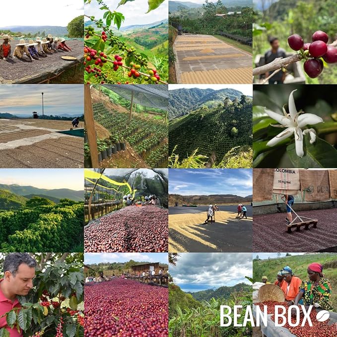 Brazil Signature Series - Roasted by Methodical Roasting - Whole Bean Coffee - 12 Ounce Bag