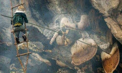 Wild Himalayan Cliff Made Honey Shilajit Honey Harvested by Indigenous Tribes Wildflower Nectar 150 Grams 5 Ounce from Lamjung Nepal Shilajit Hone