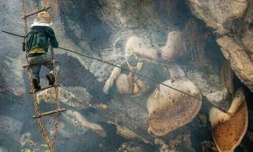 Wild Himalayan Cliff Honey Red Honey Harvested by Indigenous Tribes Wildflower Nectar 150 Gram from Lamjung Nepal