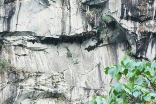 Wild Himalayan Cliff Honey Red Honey Harvested by Indigenous Tribes Wildflower Nectar 150 Gram from Lamjung Nepal