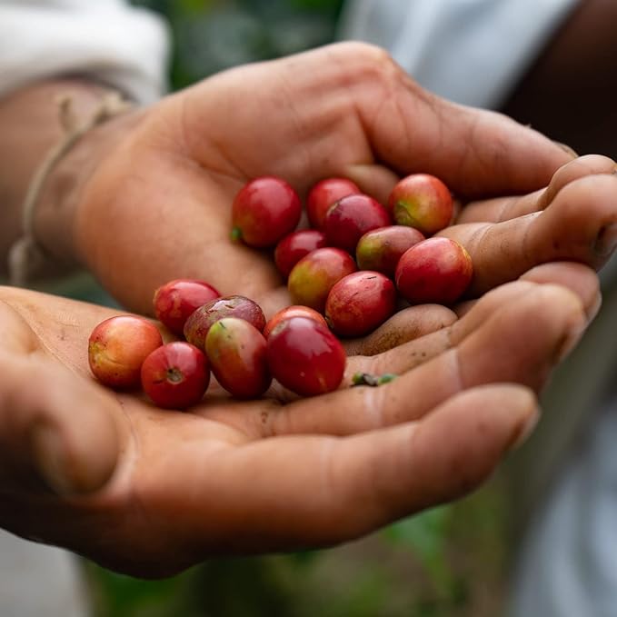 The Younger Brothers Trading Co. Kogi Coffee | Indigenous Wild Grown Whole Bean | Ethically Sourced Single Origin Colombian Coffee | Kogi Sauna Family Medium Roast, 12 Ounce (Pack of 1)