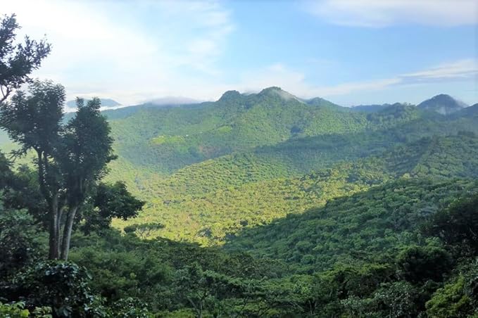 Stack Street Organic Gourmet Coffee Gift Sample Set - 5-Pack! - Specialty Variety Box Whole Bean Sampler of Our Most Popular Roasts