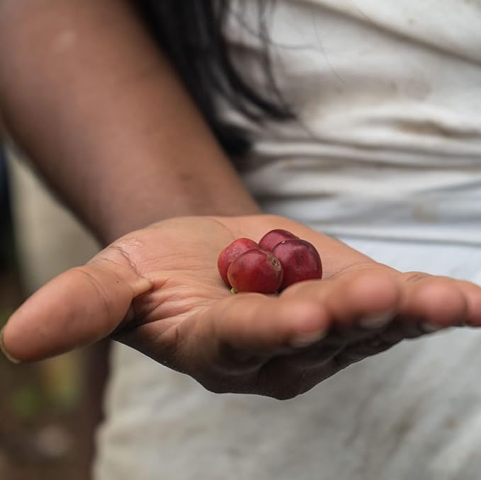 The Younger Brothers Trading Co. Kogi Coffee | Indigenous Wild Grown Whole Bean | Ethically Sourced Single Origin Colombian Coffee | Kogi Espresso Roast | (12oz Bag)