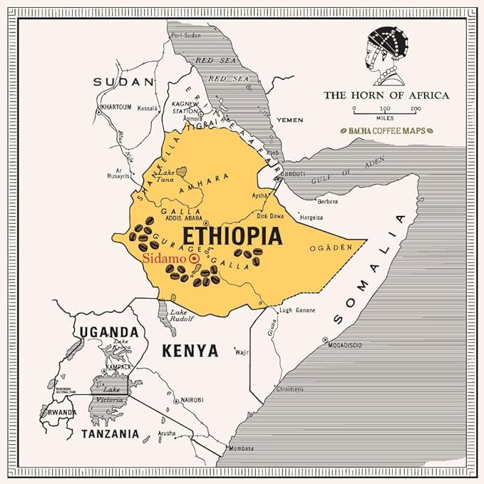 Bacha Coffee | Yirgacheffe Decaffeinated Ethiopia Single Origin, 100% Arabica Specialty Coffee Beans, Medium Dark Roast, x12 Individually Wrapped Single Serve Filter Bags