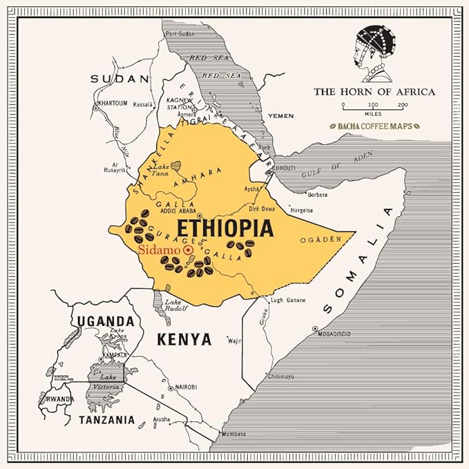 Bacha Coffee | Sidamo Mountain Ethiopia Single Origin, 100% Arabica Specialty Coffee Beans, Medium Dark Roast, x12 Individually Wrapped Single Serve Filter Bags