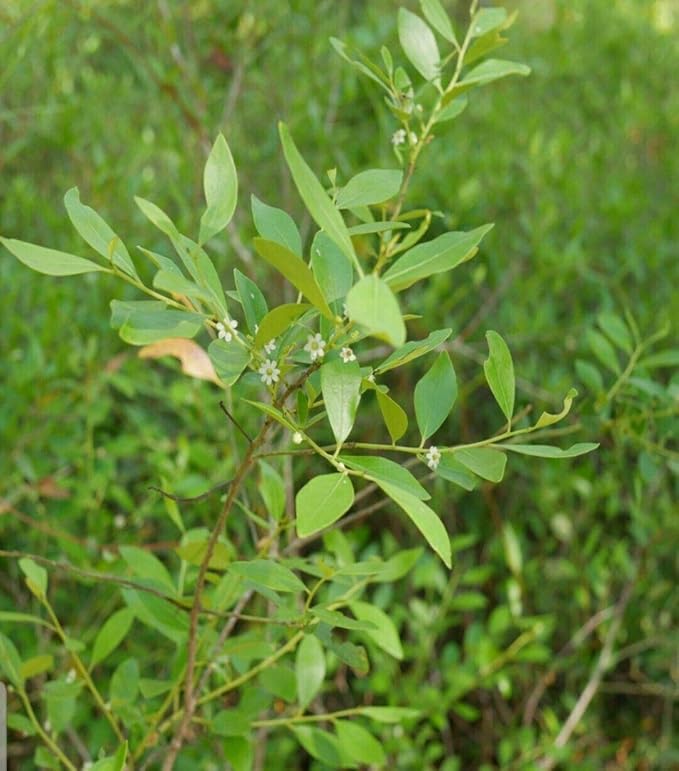 100% Authentic, USA - Made Raw Unfiltered Honey, Pure Southern Honey [ 2 lb] - Unheated - Non - GMO, No Additives, All - Natural Sweetener- Squeeze Bottle With Flip Top