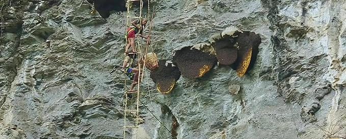 Wild Himalayan Cliff Made Honey Shilajit Honey Harvested by Indigenous Tribes Wildflower Nectar 150 Grams 5 Ounce from Lamjung Nepal Shilajit Hone