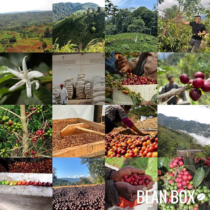 Bean Box Coffee Sampler - Espresso Roast, 2-Pack, Whole Bean, Gourmet Coffee