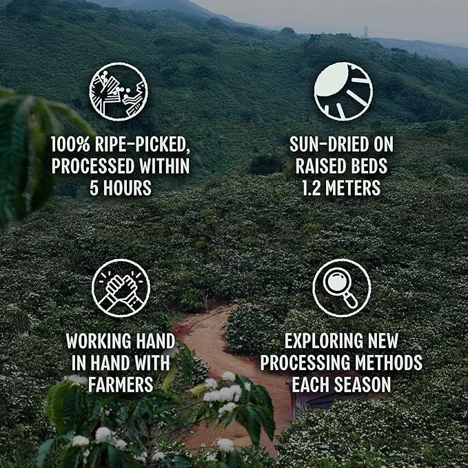 BAZAN COFFEE – Special Vietnamese Blend, Robusta & Arabica, Medium Roast Ground Coffee, Fruity Floral & Caramel Notes, Low Acidity, Perfect with Milk or Phin Filter, 12oz Bag