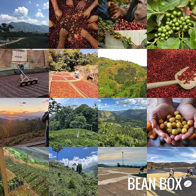 Bean Box Coffee Sampler - Light Roast, 2-Pack, Whole Bean, Gourmet Coffee