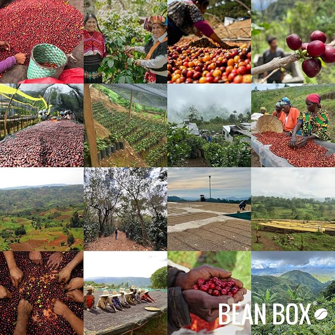 Belly Warmer - Roasted by Methodical Roasting - Whole Bean Coffee - 2 Pound Bag