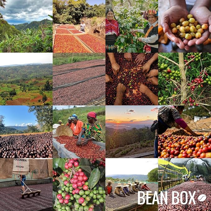 Unwind Decaf - Roasted by Methodical Roasting - Whole Bean Coffee - 12 Ounce Bag