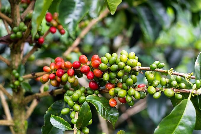 Colombian Specialty Pink Bourbon Coffee Whole Bean Medium Roast Arabica Gourmet Fresh Roasted Single Origin Premium Low Acid Exotic Notes Rich Aroma Smooth Flavor High Altitude Gift Ready 8.8oz 250g